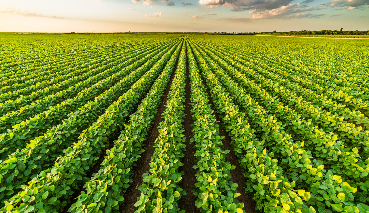 Подходы к ESG-трансформации в аграрной и пищевой промышленности