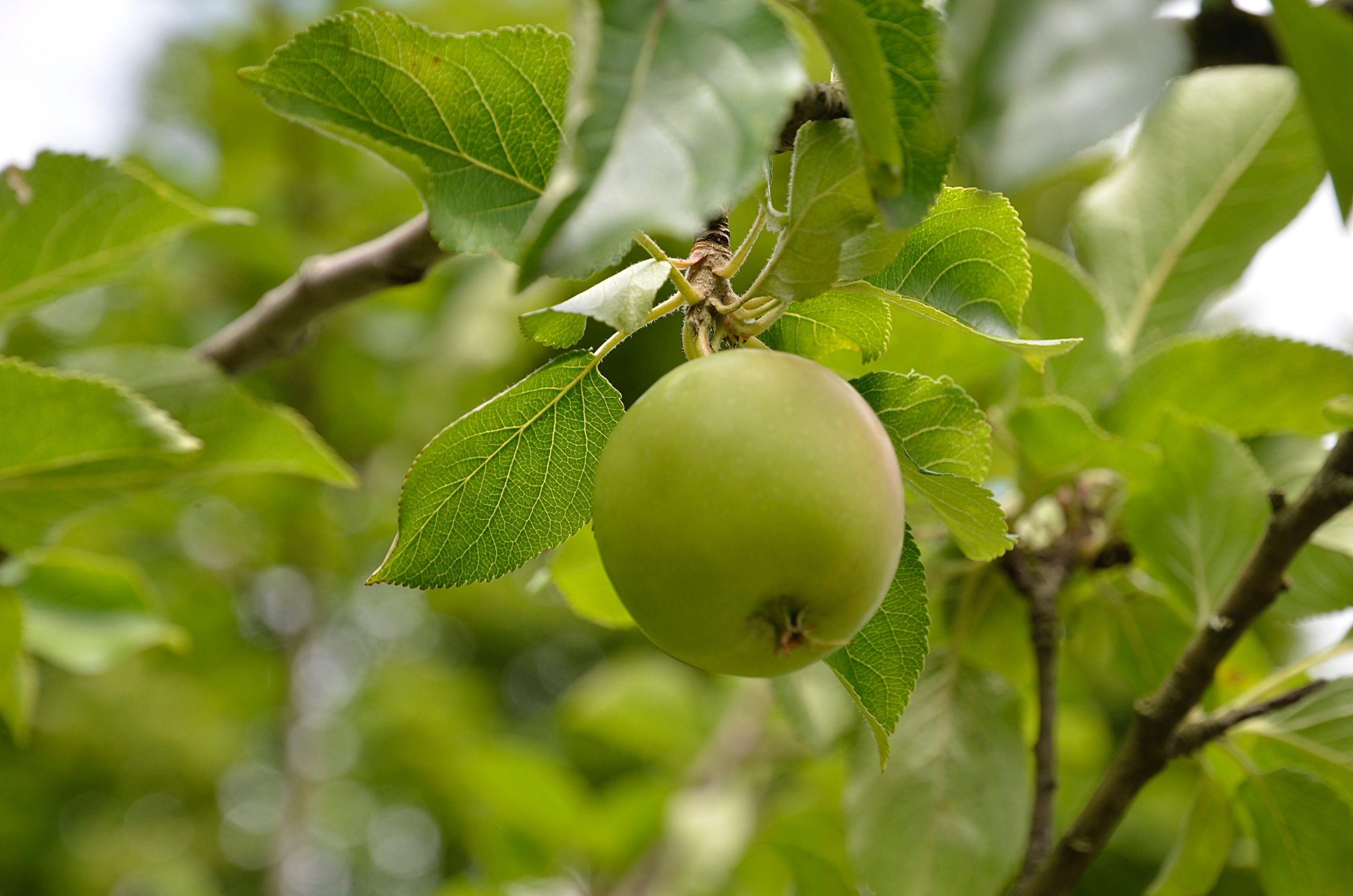 Обзор тенденций выращивания товарных яблок в России